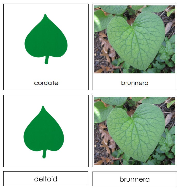Buy Types of Leaf Shapes Sorting Cards & Chart - Montessori Botany ...