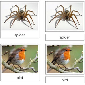 How Many Legs Do These Animals Have? Sorting Cards & Control Chart - printable zoology lesson by Montessori Print Shop - Digital Download