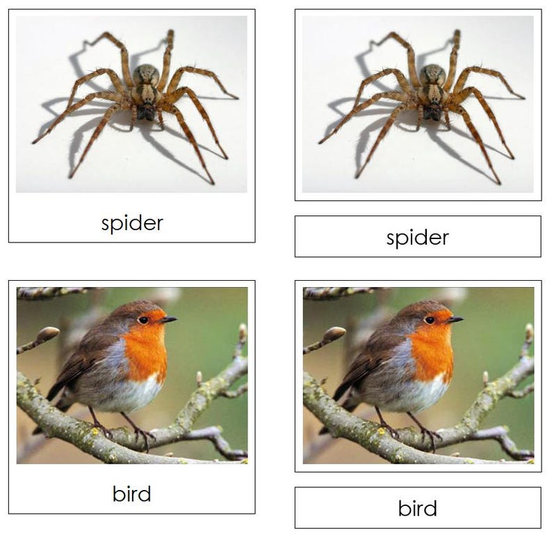 How Many Legs Do These Animals Have? Sorting Cards & Control Chart - printable zoology lesson by Montessori Print Shop - Digital Download