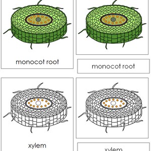 Parts of a Monocot Root Nomenclature 3-part Cards & Blackline Master ...