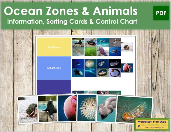 Ocean Zones and the Animals That Live There Sorting Cards & - Etsy Ocean Zones and the Animals That Live There Sorting Cards & - Etsy