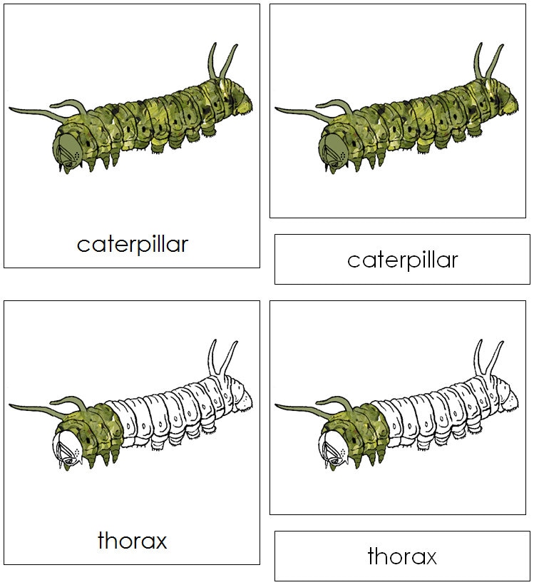 Parts of a Caterpillar Nomenclature 3-Part Cards Montessori | Etsy