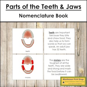 Parts of Teeth & Jaws Nomenclature Book - Printable Montessori Materials - Digital Download