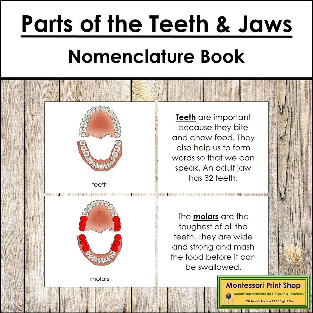 Parts of Teeth & Jaws Nomenclature Book - Printable Montessori Materials - Digital Download