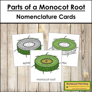 Parts of a Monocot Root Nomenclature 3-Part Cards - Botany - Printable Montessori Materials - Digital Download