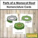 Parts of a Monocot Root Nomenclature 3-part Cards Botany Printable ...