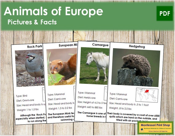 Animals of Europe Facts & Picture Cards color-coded - Etsy Israel Animals of Europe Facts & Picture Cards color-coded - Etsy Israel