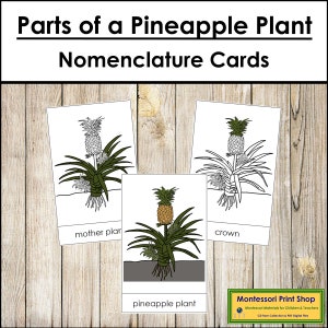 Parts of a Pineapple Plant Nomenclature 3-Part Cards - Montessori Botany - Printable Montessori Materials - Digital Download