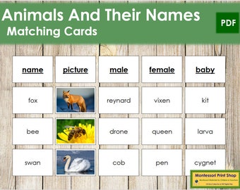 Animals and Their Names Zoology Printable Montessori Cards - Etsy Australia Animals and Their Names Zoology Printable Montessori Cards - Etsy Australia