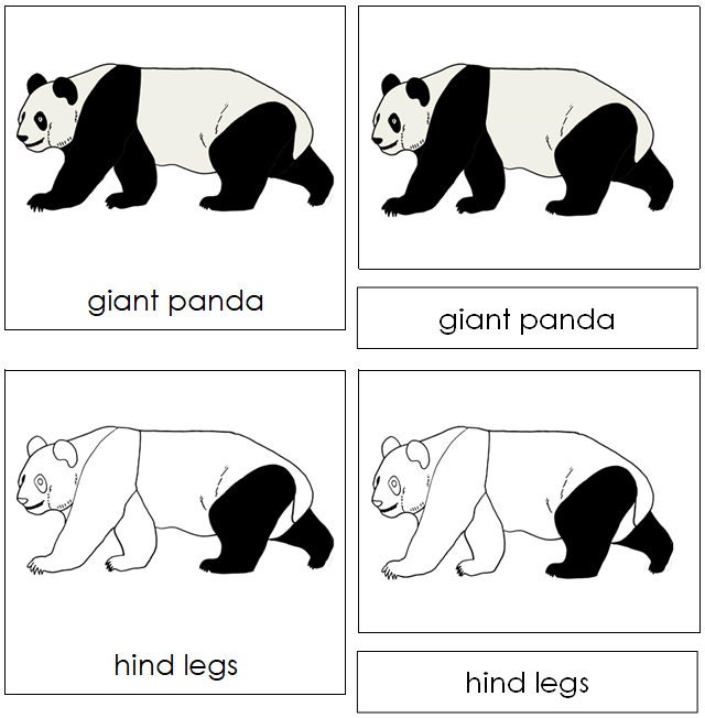 PANDAページ Parts of a Giant Panda Nomenclature 3-part Cards & Blackline