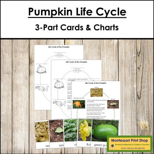 Il ciclo vitale della zucca - Schede e grafici in 3 parti - Nomenclatura Montessori - Materiali Montessori stampabili - Download digitale