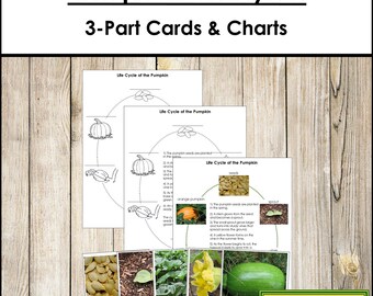 Cartes et graphiques en 3 parties de la nomenclature du cycle de vie de la citrouille - Botanique Montessori (téléchargement numérique)