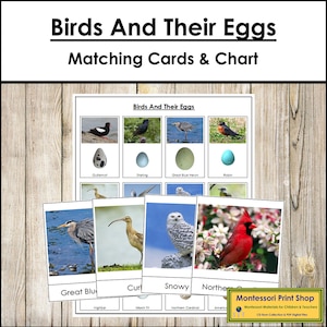 Tarjetas de clasificación y tabla de control de aves y sus huevos - Zoología - Tarjetas Montessori imprimibles - Descarga digital