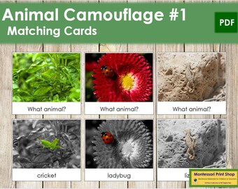Animal Camouflage Matching Cards Set 1 Zoology Printable - Etsy Australia Animal Camouflage Matching Cards Set 1 Zoology Printable - Etsy Australia
