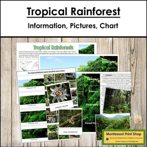 Informations sur la forêt tropicale humide, cartes de tri et tableau de contrôle - botanique Montessori - cartes Montessori imprimables - téléchargement numérique