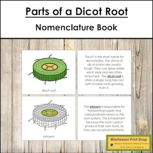 Parties d'un livre de nomenclature de racines de dicotylédones - botanique - matériaux Montessori imprimables - téléchargement numérique