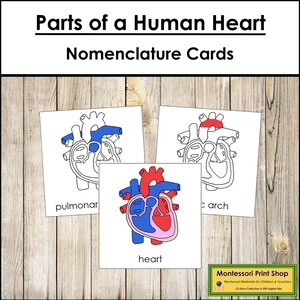 Parts of a Human Heart Nomenclature 3-Part Cards - Science - Printable Montessori Materials - Digital Download