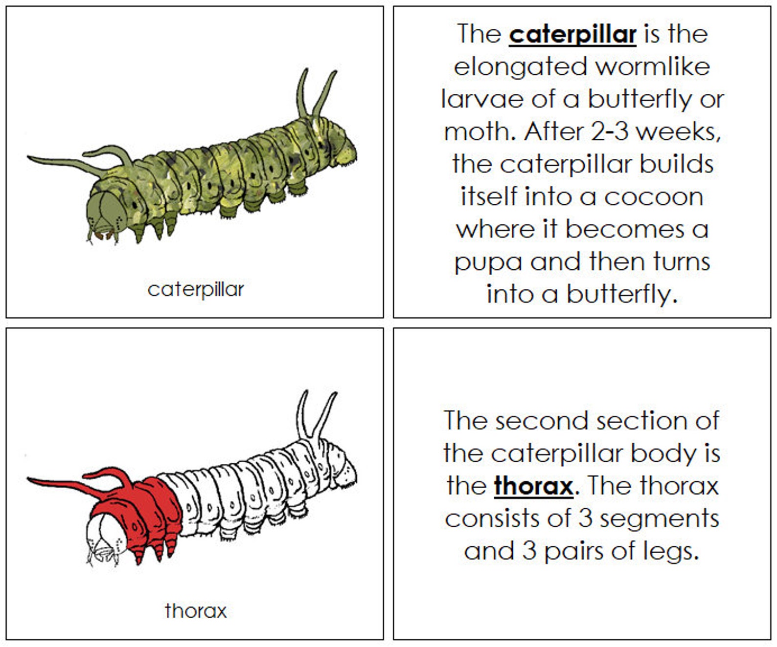Parts of a Caterpillar Nomenclature Book RED Montessori Etsy