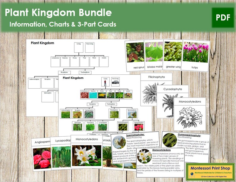 Plant Kingdom Cards Charts Montessori Botany Printable Etsy Riset