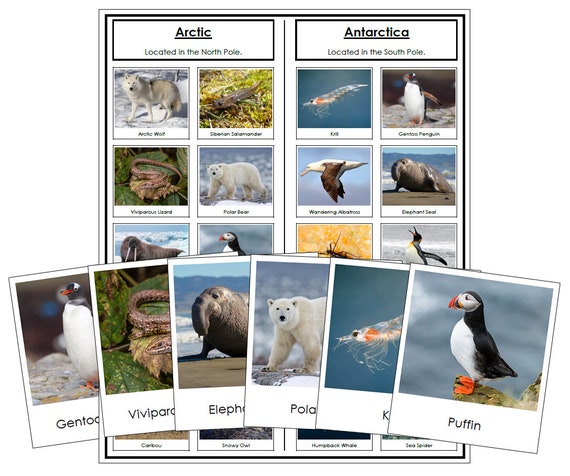 Arctic and Antarctic Animal Sorting Cards & Control Chart - Etsy UK Arctic and Antarctic Animal Sorting Cards & Control Chart - Etsy UK