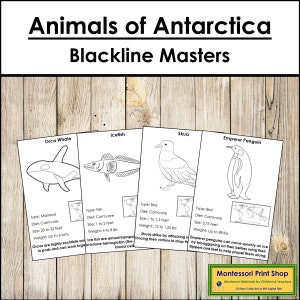 Fatti e carte illustrate sugli animali dell'Antartide (Blackline Master) - Zoologia Montessori - Carte Montessori stampabili - Download digitale