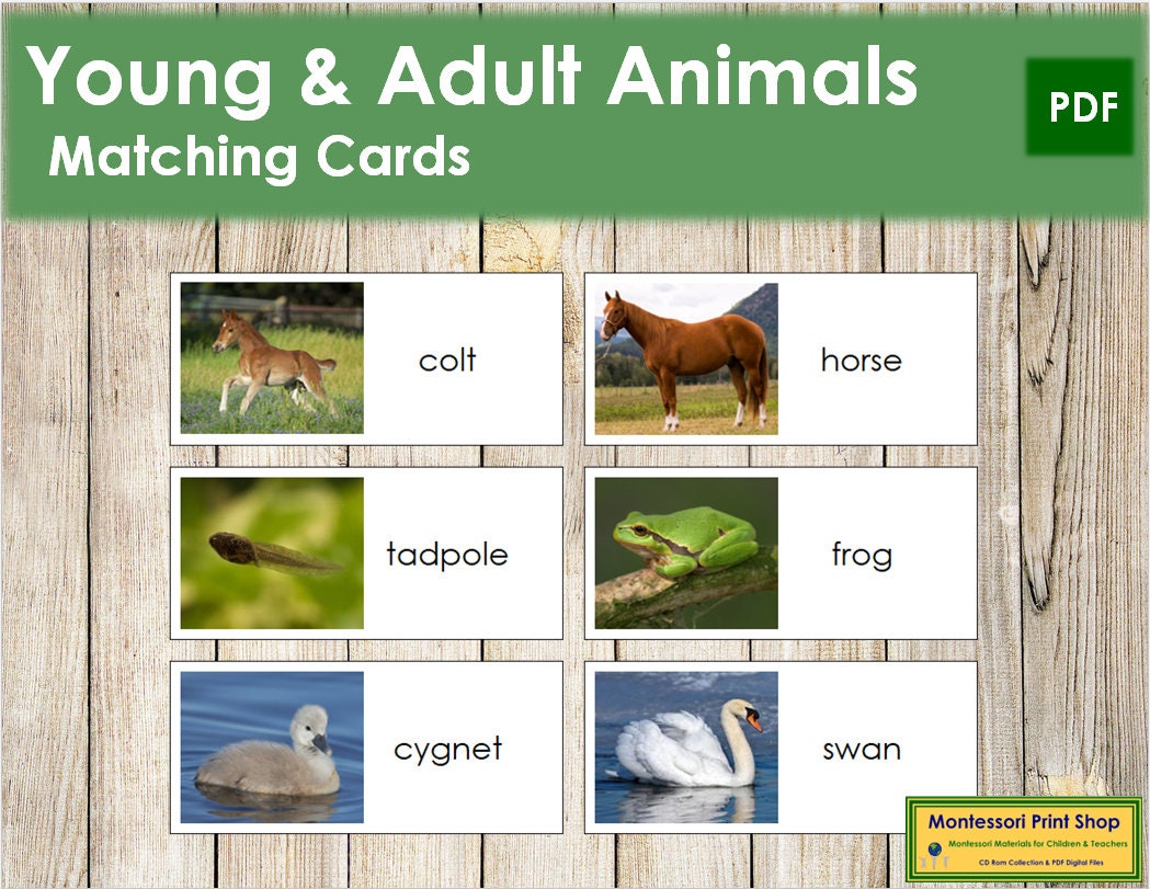 Young & Adult Animal Matching Cards Montessori Grammar - Etsy