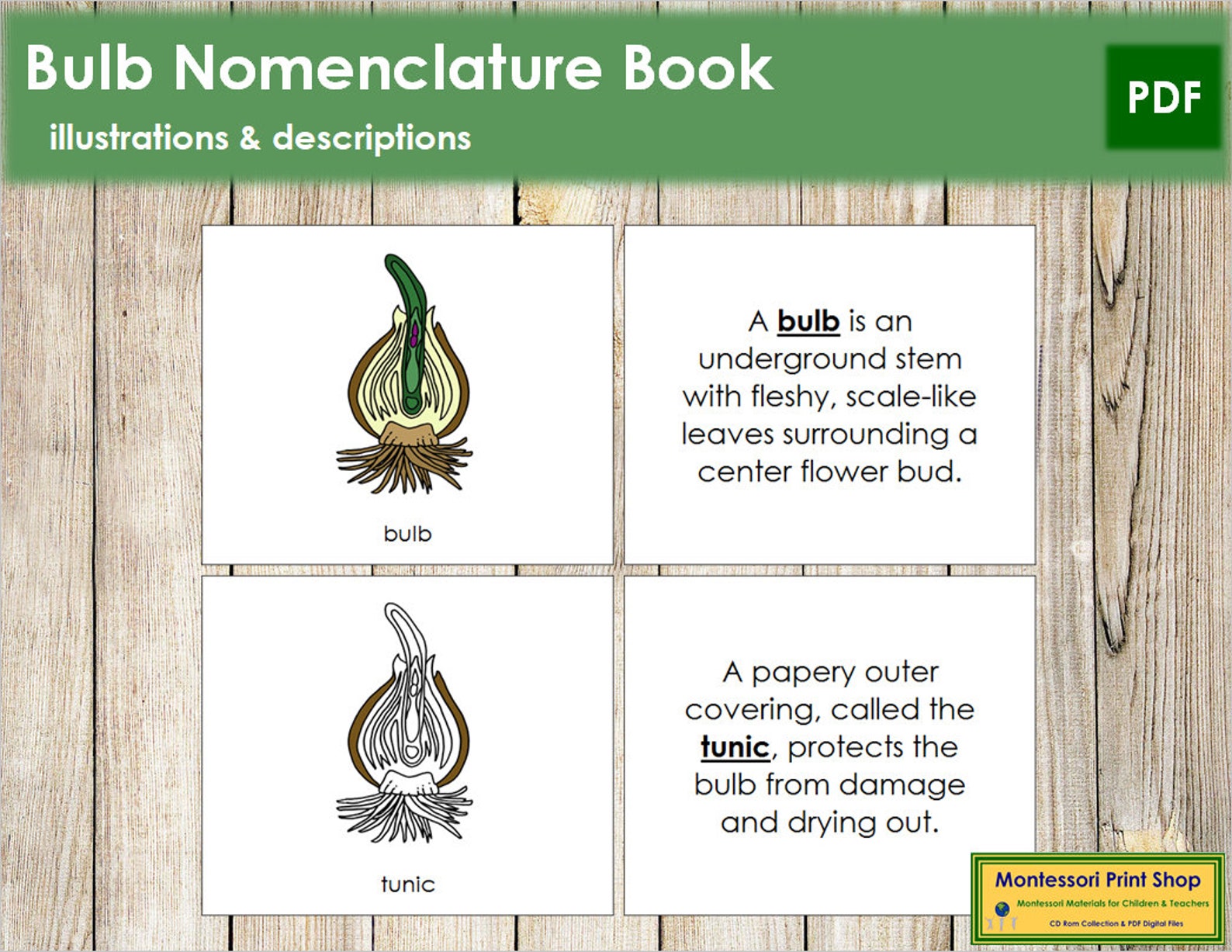 Parts of a Bulb Nomenclature Book Montessori Botany Etsy