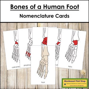 Nomenclatura de los huesos del pie humano: Tarjetas de 3 partes y plantilla de dibujo - Anatomía Montessori (Descarga digital)