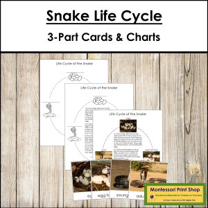 Cartões e gráficos de 3 partes do ciclo de vida da cobra - Nomenclatura Montessori - Materiais Montessori para impressão - Download digital