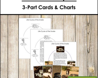 The Snake Life Cycle 3-Part Cards & Charts - Montessori Nomenclature - Printable Montessori Materials - Digital Download