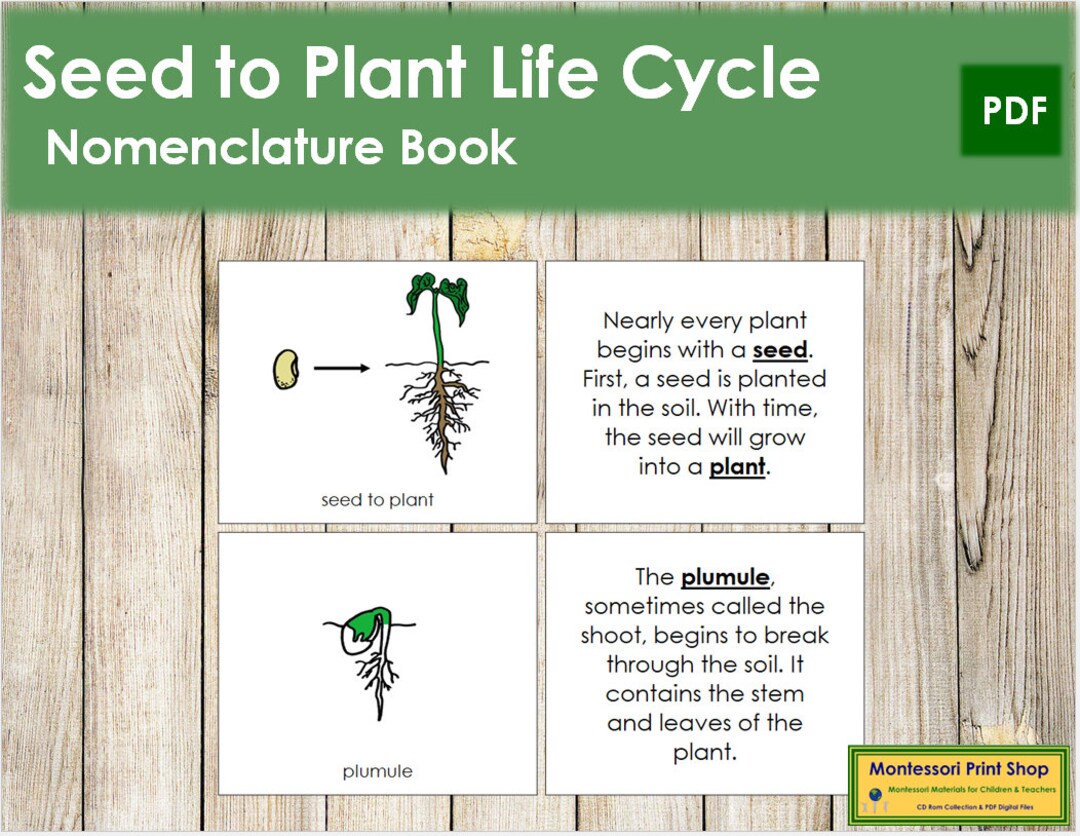 Seed to Plant Life Cycle Nomenclature Book Botany - Etsy