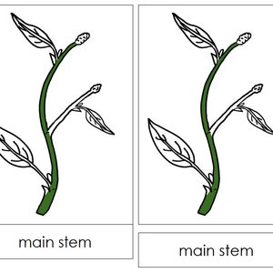 Parts of a Stem Nomenclature 3-part Cards Montessori Botany - Etsy