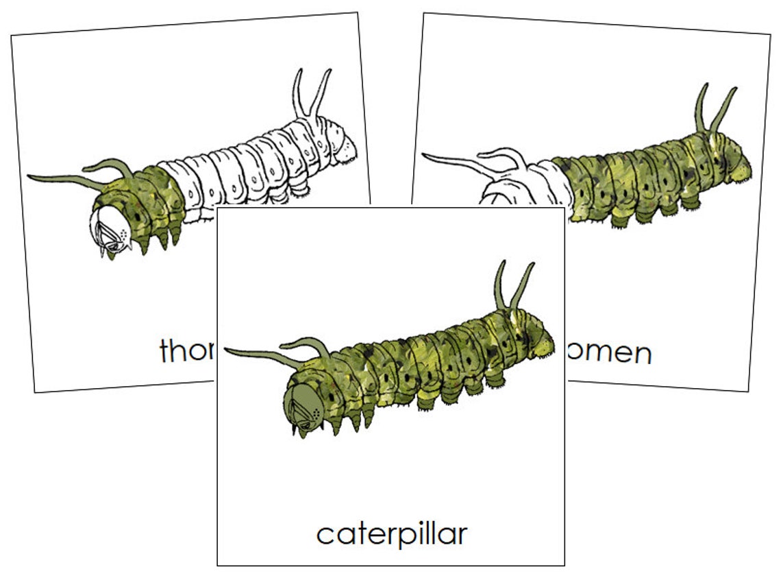 Parts of a Caterpillar Nomenclature 3part Cards Montessori Etsy New