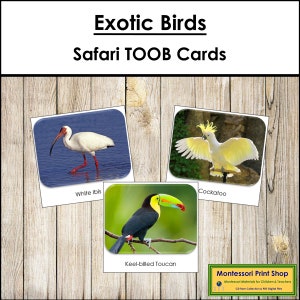 Tarjetas TOOB Safari de Aves Exóticas - Tarjetas Montessori imprimibles - Descarga digital
