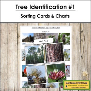 Cartes de tri d'identification des arbres et carte de contrôle (lot 1) - botanique Montessori - cartes Montessori imprimables - téléchargement numérique