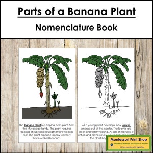 Parts of a Banana Plant Nomenclature Book - Montessori Botany - Printable Montessori Materials - Digital Download