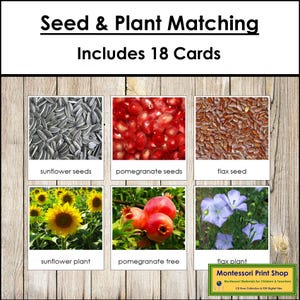 Bijpassende kaarten voor zaden en planten - Montessori Botany Activity (digitale download)