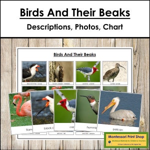 Informations sur les oiseaux et leur bec, cartes de tri et carte de contrôle - zoologie - cartes Montessori imprimables - téléchargement numérique