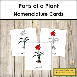 Tarjetas de 3 partes con la nomenclatura de las partes de una planta - Botánica Montessori - Materiales Montessori imprimibles - Descarga digital