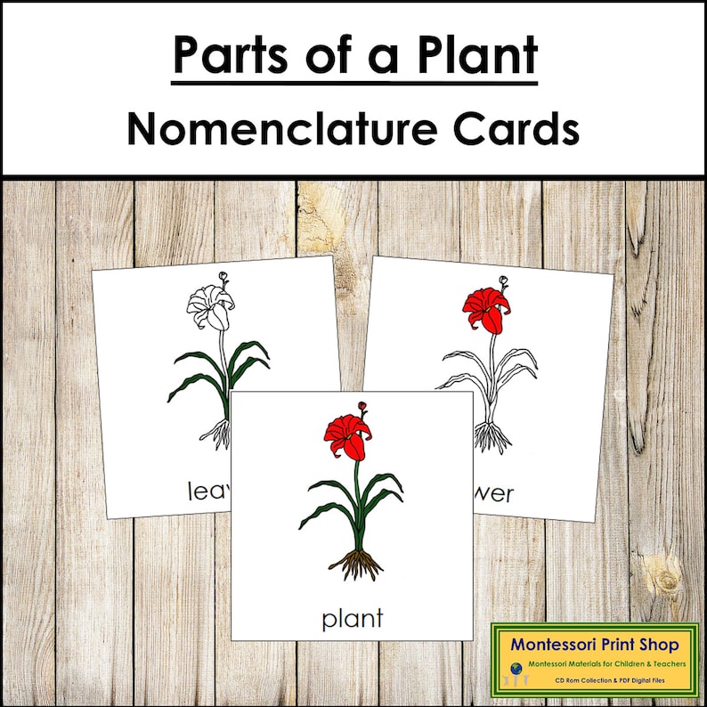 Parts of a Plant Nomenclature 3part Cards Montessori Botany Printable Montessori Materials