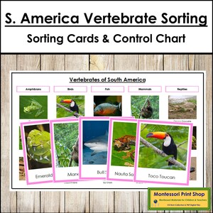 Tarjetas de clasificación de vertebrados de Sudamérica y tabla de control (codificadas por colores) - Zoología Montessori - Tarjetas Montessori imprimibles - Descarga digital