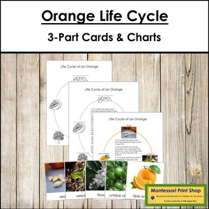 Tarjetas y gráficos de 3 partes del ciclo de vida de la naranja - Nomenclatura Montessori - Materiales Montessori imprimibles - Descarga digital