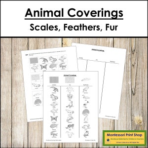 Coberturas de animales (escamas, plumas y pelaje) - Blackline Masters - Zoología - Tarjetas Montessori imprimibles - Descarga digital