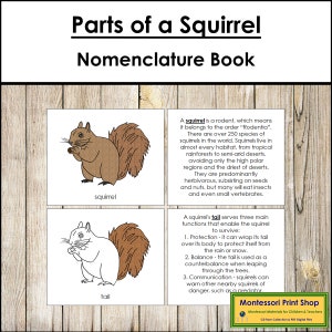 Libro sulla nomenclatura delle parti di uno scoiattolo - Zoologia - Materiali Montessori stampabili - Download digitale