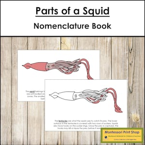 Libro sulla nomenclatura delle parti di un calamaro - Zoologia Montessori - Materiali Montessori stampabili - Download digitale
