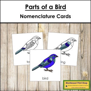 Tarjetas de 3 partes con la nomenclatura de las partes de un ave - Zoología Montessori - Materiales Montessori imprimibles - Descarga digital