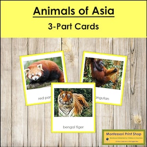 Animali dell'Asia (codificati a colori) - Schede Montessori sui continenti - Geografia - Schede Montessori stampabili - Download digitale