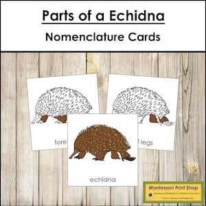 Cartes en 3 parties de la nomenclature des échidnés - zoologie Montessori - matériel Montessori imprimable - téléchargement numérique