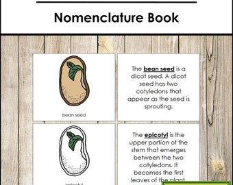 Parts of a Bean Seed Nomenclature Book - Montessori Botany - Printable Montessori Materials - Digital Download