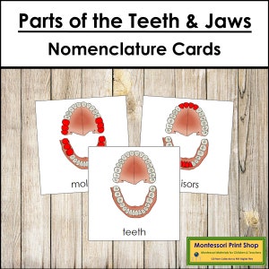 Nomenclature des parties des dents et des mâchoires, cartes en 3 parties - Matériel Montessori imprimable - Téléchargement numérique